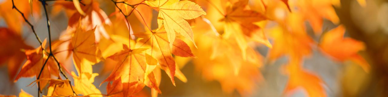 Sukces uczniów Zespołu Szkół w Burzeninie w XXXVIII Ogólnopolskim Konkursie: Mój Las!